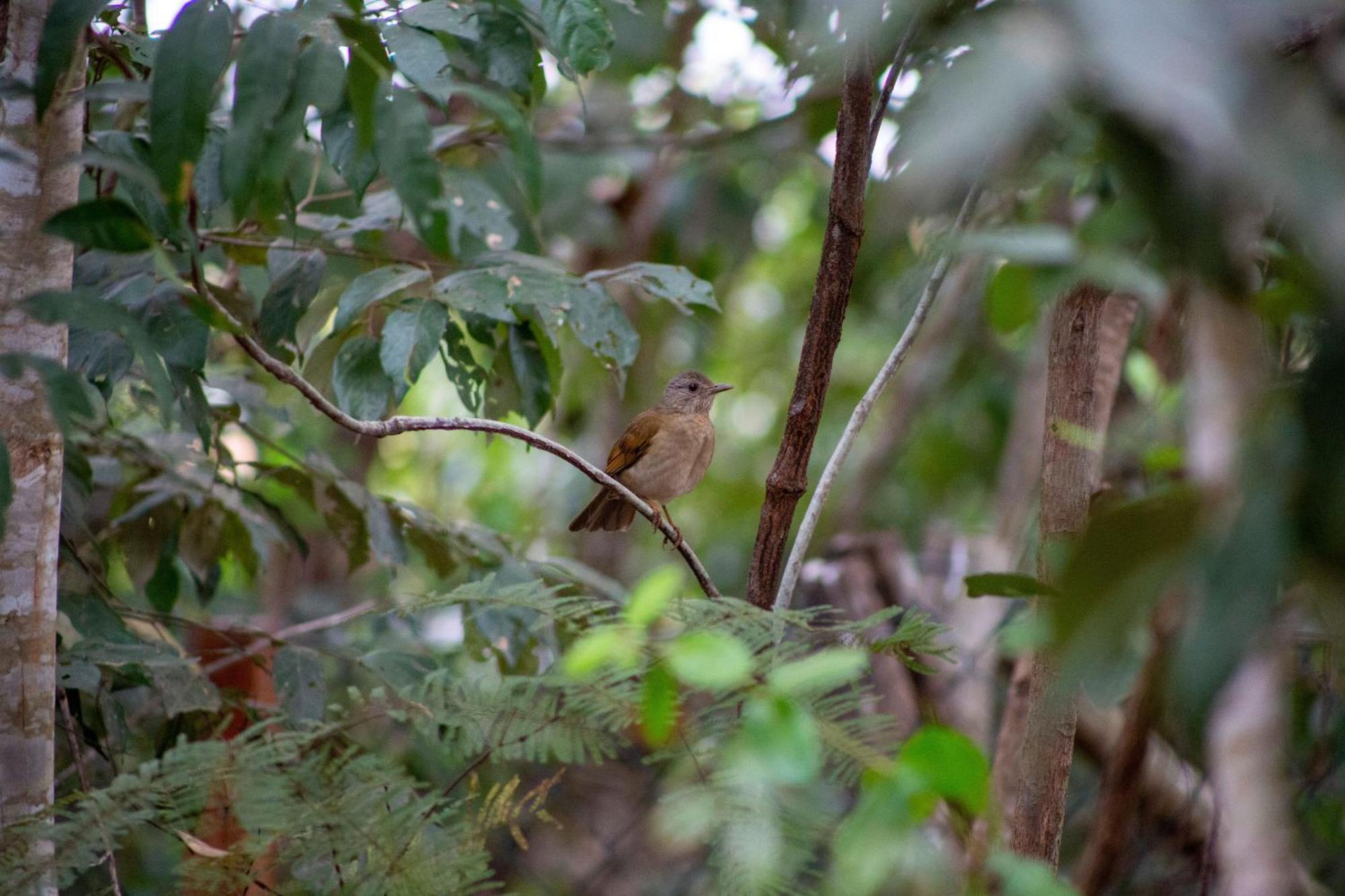 Floresta Encantada Telescopio,Fogueira, Riacho Chapada dos Guimarães Εξωτερικό φωτογραφία